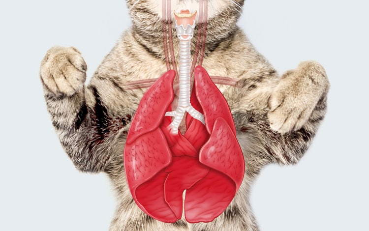 Anatomie de l'appareil respiratoire du chat et du chien