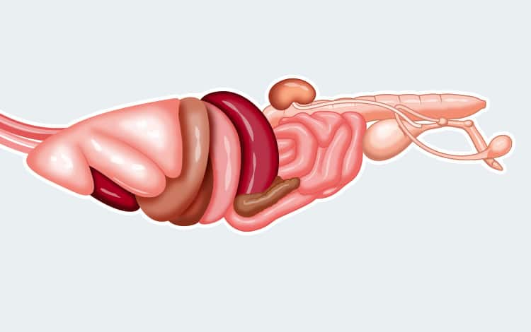 Anatomie externe et interne du chat