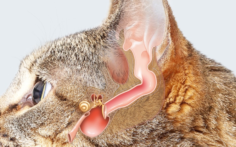 Anatomie de l'oreille du chat