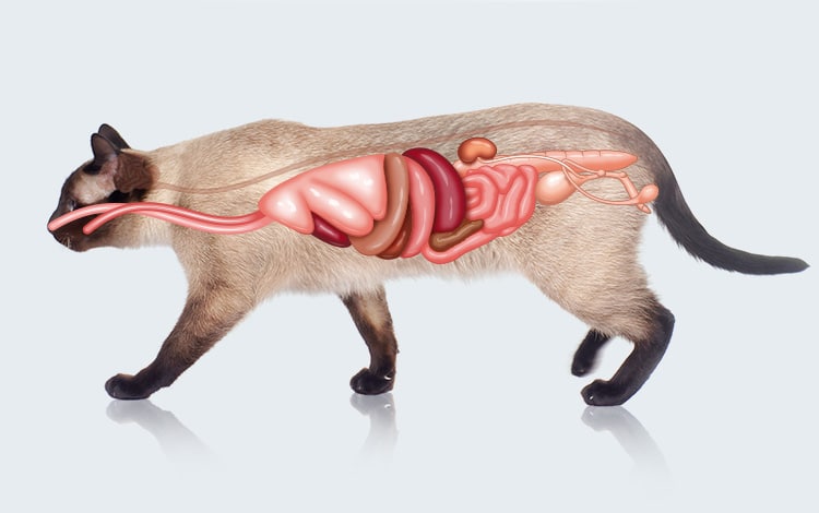 Anatomie externe et interne du chat