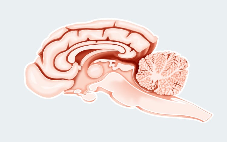Anatomie du système nerveux et cerveau du chat