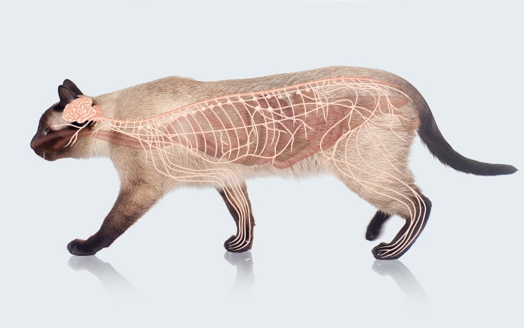Anatomie du système nerveux et cerveau du chat