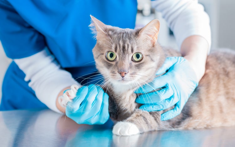 Symptômes et traitement de l'arthrite chez le chat