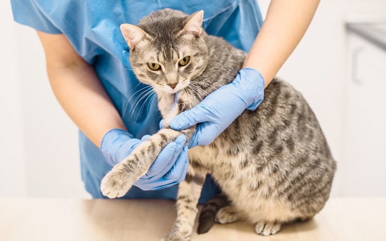 Symptômes et traitement de l'arthrose chez le chat