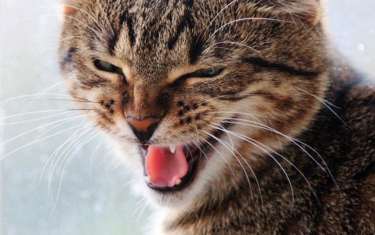 Asthme chez le chat qui tousse