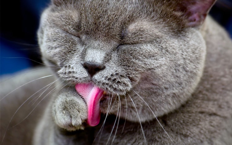 Symptômes et traitement d'une boule de poils chez le chat