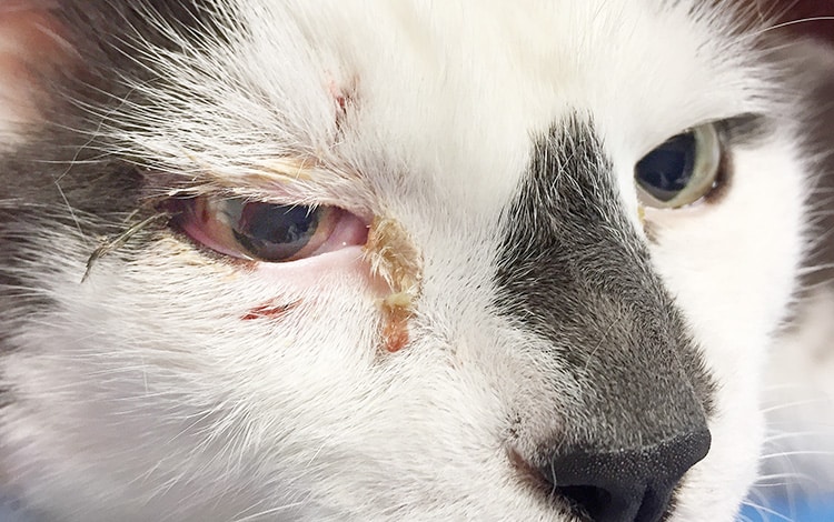 Symptômes et traitement du calcivirus chez le chat