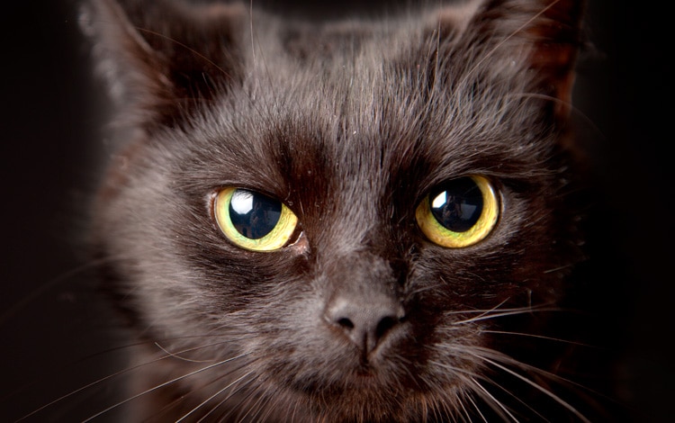 Caractère du chat de race