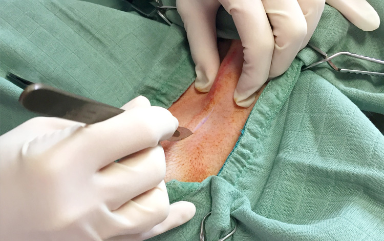 Castration ou stérilisation du chien mâle