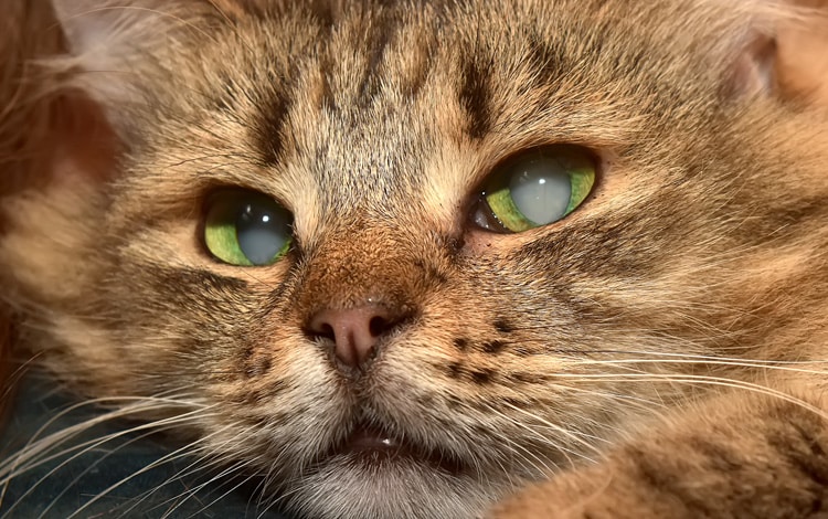 Cataracte de l'œil chez le chat