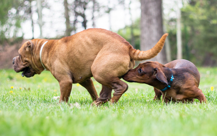 Chaleur et cycle sexuel chez la chienne