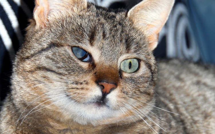 Chat aveugle
