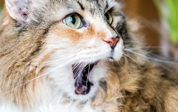 Croquettes molles pour chat sans dents