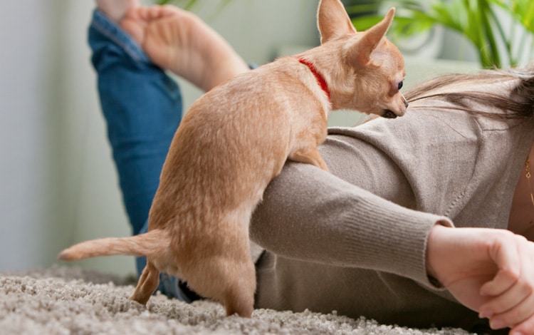 Chevauchement et masturbation chez le chien