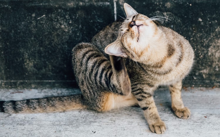 Cheyletiellose avec perte de pellicules et grattage chez le chat
