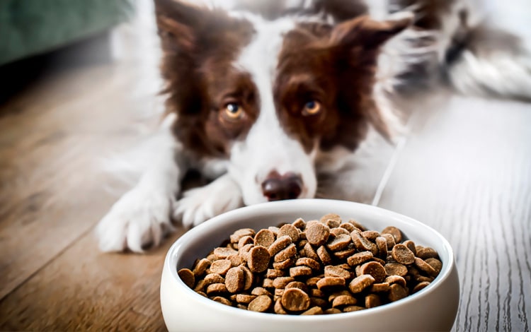 Anorexie chez le chien