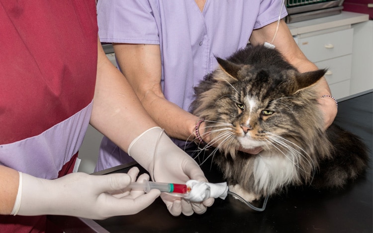 Chimiothérapie en traitement d'une tumeur chez le chat