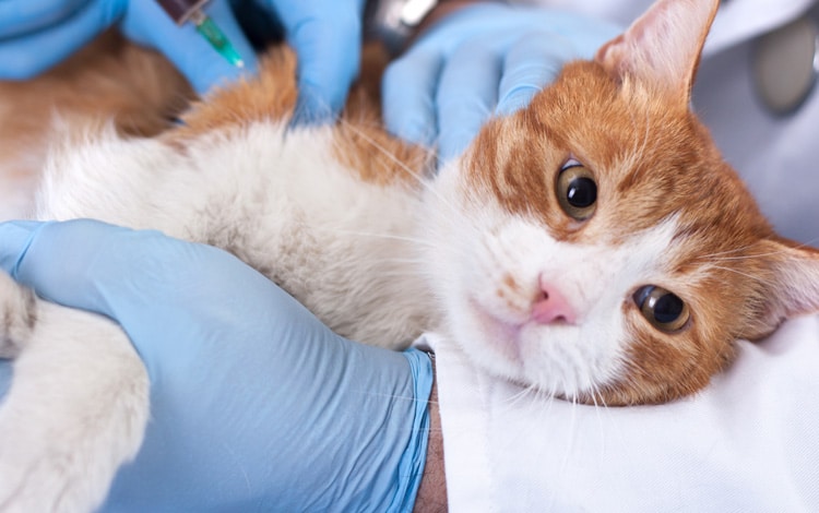 Combien de temps peut vivre un chat avec une tumeur