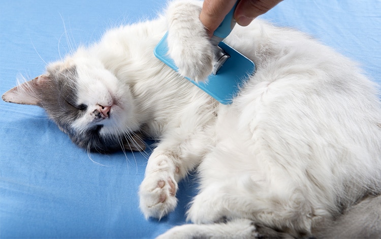 Comment bien brosser son chat