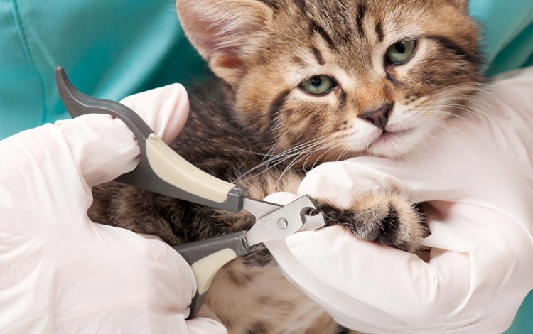 Comment bien couper les griffes d'un chat