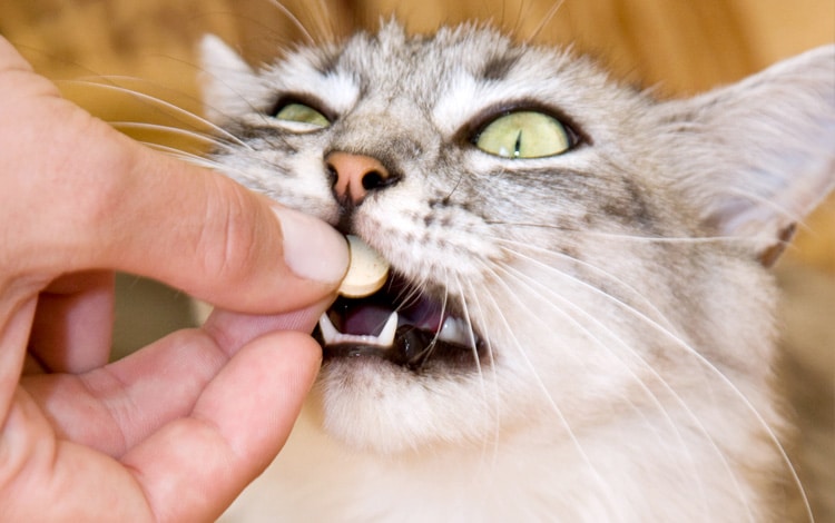 Comment donner un médicament ou comprimé à un chat