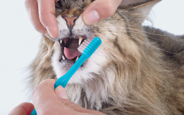 Comment nettoyer les dents d'un chat