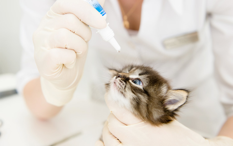 Comment nettoyer les yeux d'un chat avec une lotion oculaire