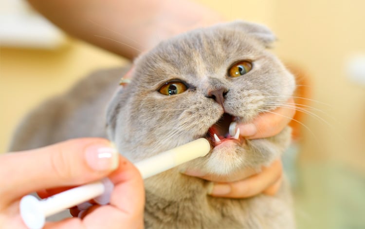 Comment vermifuger un chat contre les vers blancs ronds