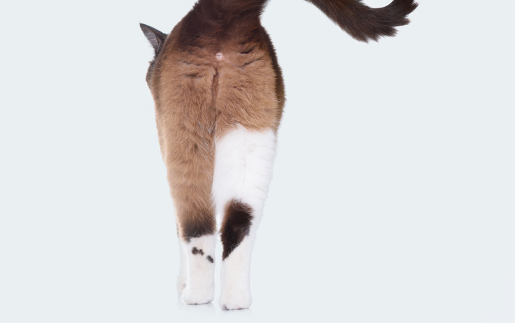 Comment vider les glandes anales du chat