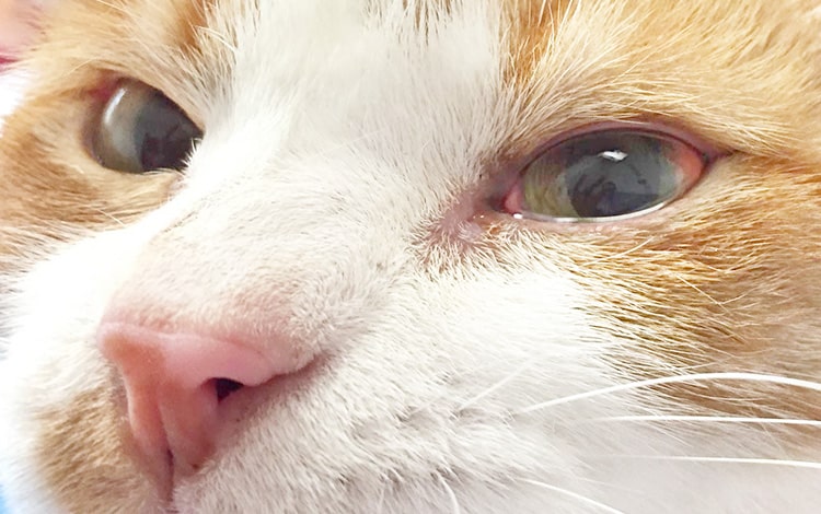Conjonctivite de l'œil gauche chez un chat