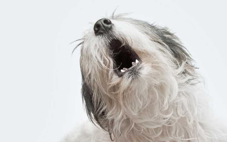 Conseil vétérinaire comportement sur le chien qui aboie ou gémit
