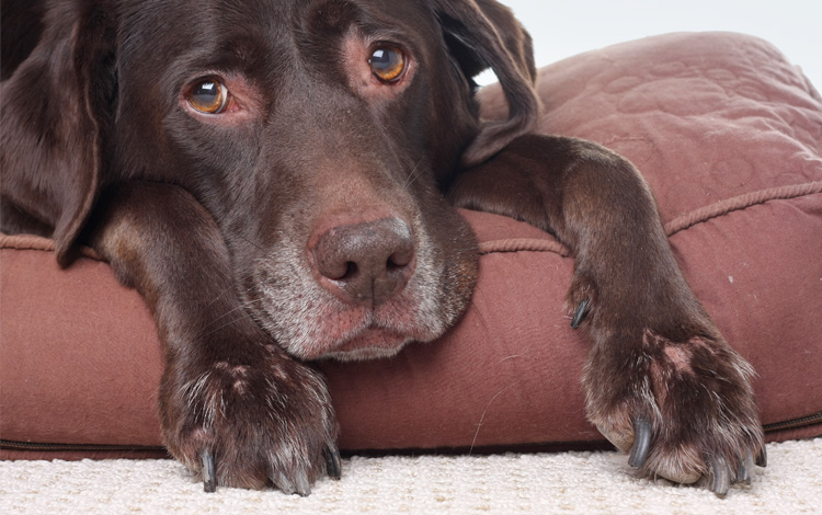 Conseil vétérinaire comportement sur les troubles du comportement du chien senior ou âgé