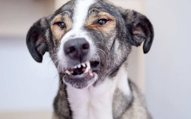 Conseil vétérinaire comportement sur le chien agressif