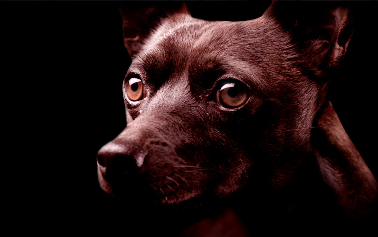 Conseil vétérinaire comportement sur le chien anxieux