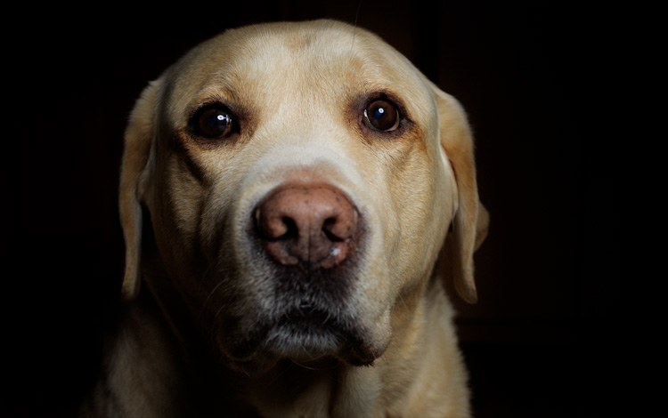 Conseil vétérinaire comportement sur le chien bipolaire et la dysthymie