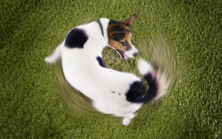 Conseil vétérinaire comportement sur le chien qui court après sa queue