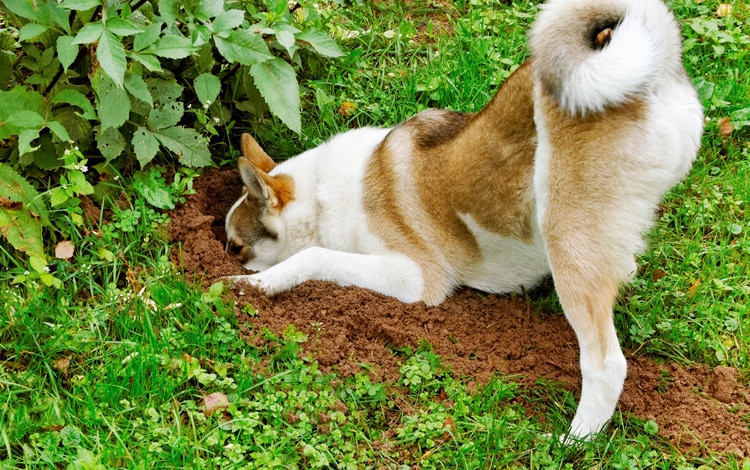 Conseil vétérinaire comportement sur le chien qui creuse des trous dans le jardin