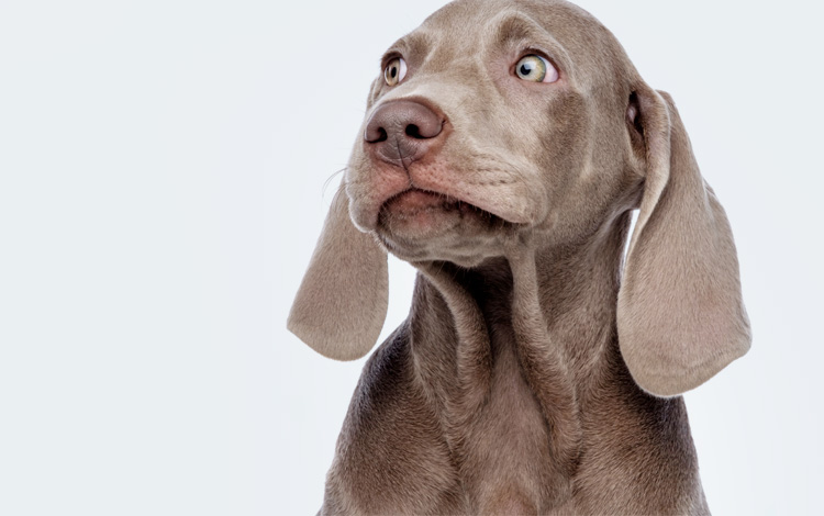 Conseil vétérinaire comportement chien paraît déconnecté ou ailleurs