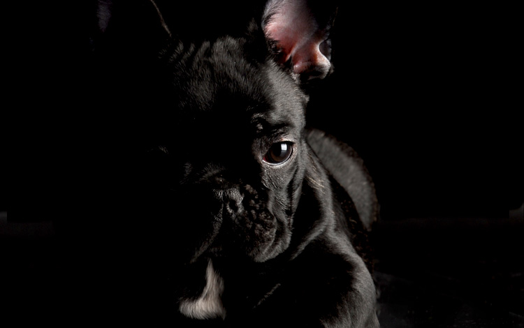 Conseil vétérinaire comportement sur le chien dépressif