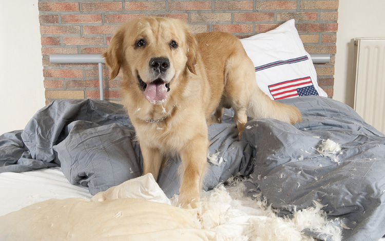 Conseil vétérinaire comportement chien qui fait des bêtises ou dégâts