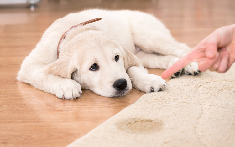 Conseil vétérinaire comportement chien est malpropre et fait pipi