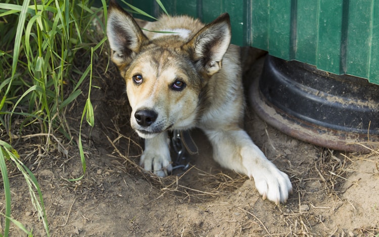 Conseil vétérinaire comportement sur le chien qui fugue