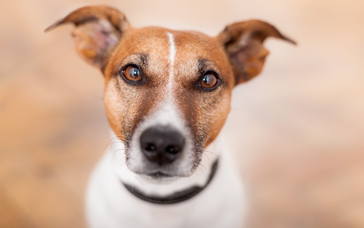Conseil vétérinaire comportement pour avoir un chien gentil