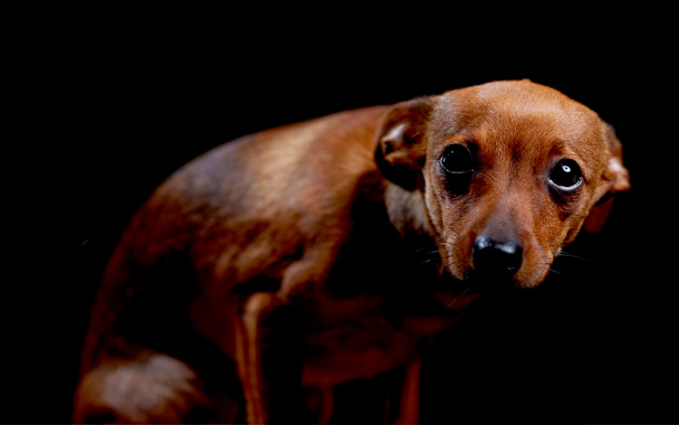 Conseil vétérinaire comportement chien qui a des phobies