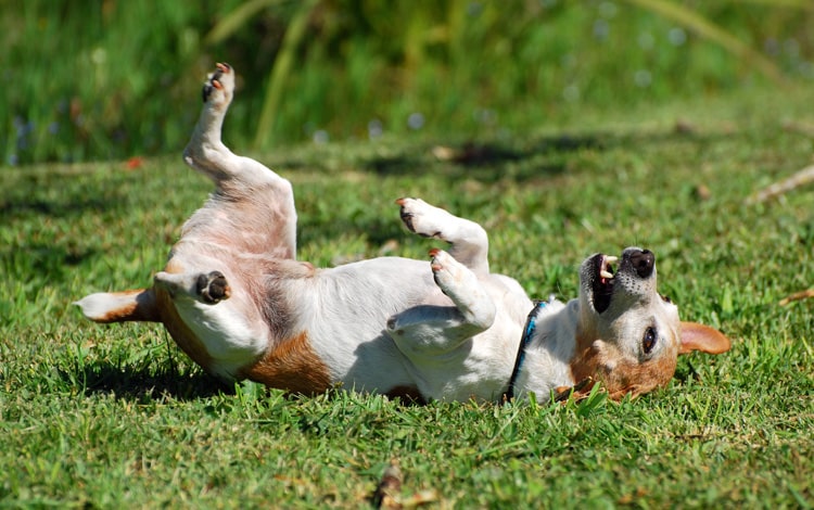 Conseil vétérinaire comportement sur le chien qui se roule dans les crottes ou cadavres d'animaux