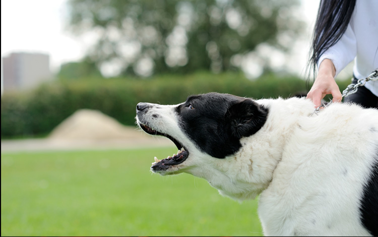 Conseil vétérinaire comportement chien sociopathe