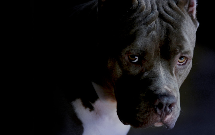 Conseil vétérinaire comportement sur les troubles de la communication du chien