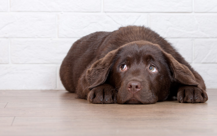 Conseil vétérinaire comportement sur les troubles du comportement du chiot