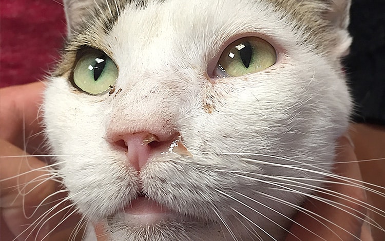 Symptômes et traitement du coryza chez le chat