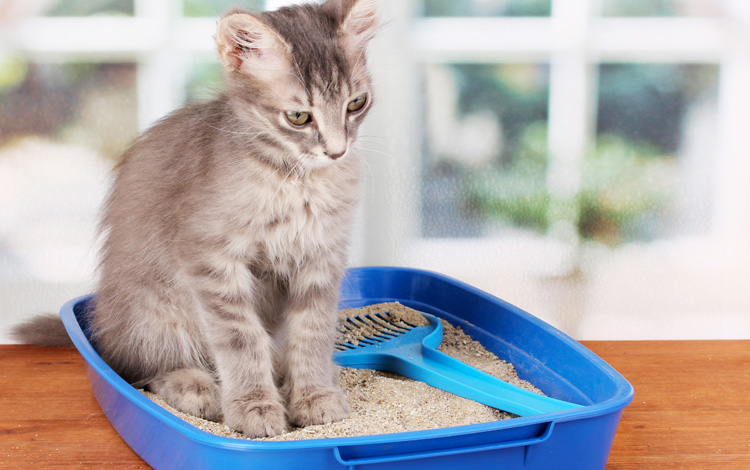 Symptômes et traitement de la cystite du chat stressé